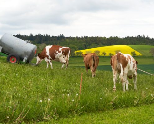 vaches_xavier-von-erlach-seHtX6YRZRk-unsplash