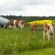vaches_xavier-von-erlach-seHtX6YRZRk-unsplash